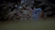 Filename=extant_StarTrek_ENT_1x06-TerraNova_3402.jpg
Filesize=167KiB
Dimensions=1920x1080
Date added=May 18, 2020 extant_StarTrek_ENT_1x06-TerraNova_3402.jpg