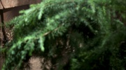 extant_StarTrek_ENT_1x07-TheAndorianIncident_0609.jpg