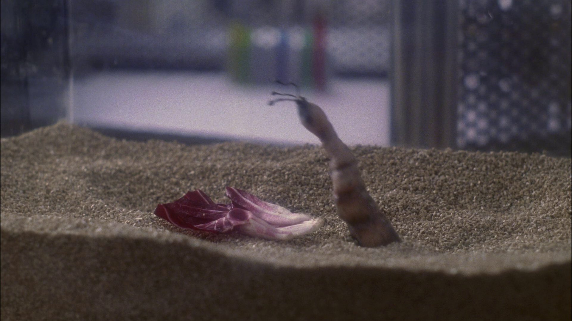 extant_StarTrek_ENT_1x13-DearDoctor_0068.jpg