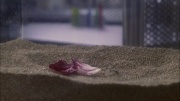 Filename=extant_StarTrek_ENT_1x13-DearDoctor_0067.jpg
Filesize=253KiB
Dimensions=1920x1080
Date added=May 29, 2020 extant_StarTrek_ENT_1x13-DearDoctor_0067.jpg