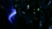 extant_StarTrek_ENT_1x18-RoguePlanet_0518.jpg