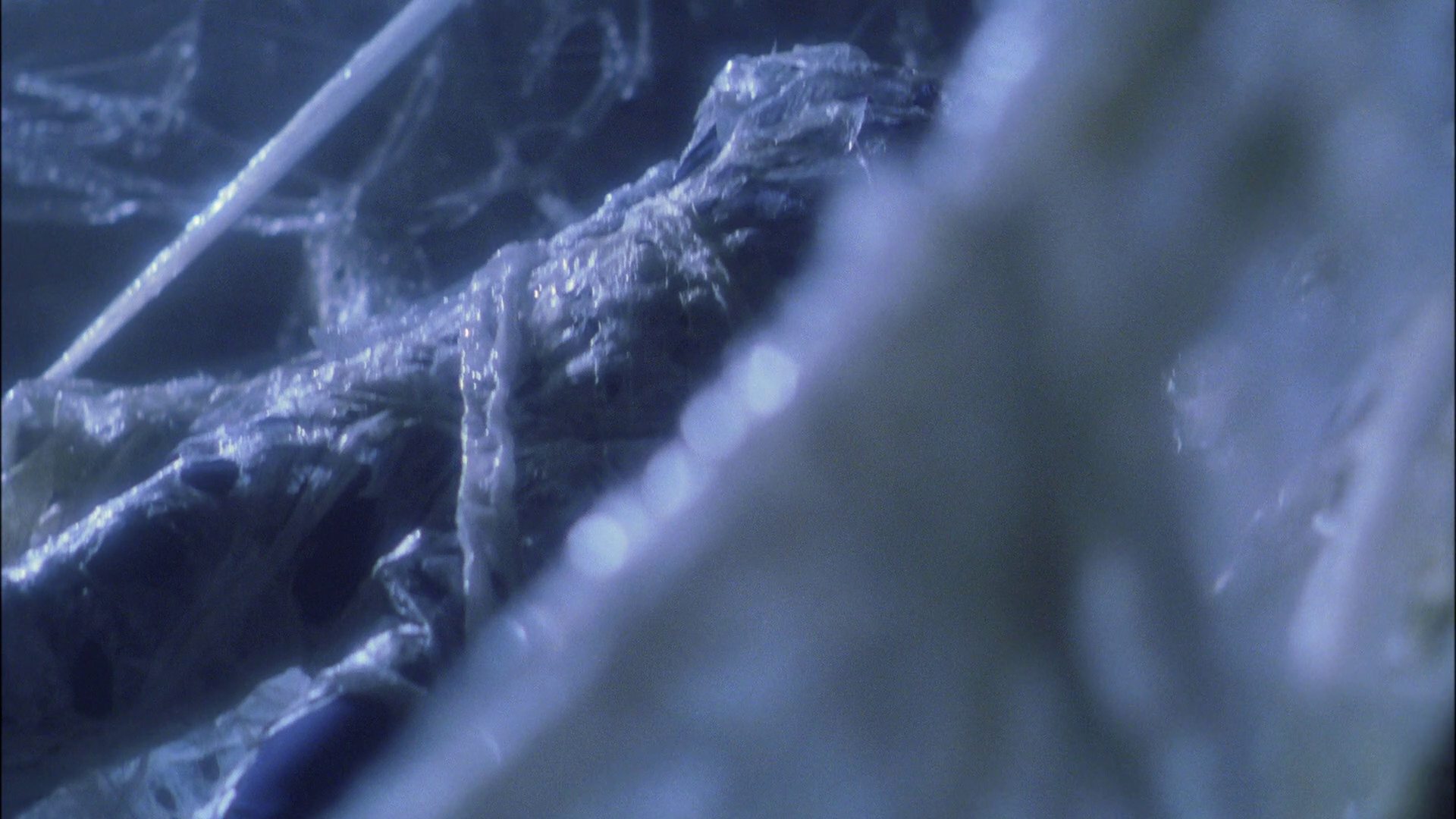 extant_StarTrek_ENT_1x22-VoxSola_1233.jpg