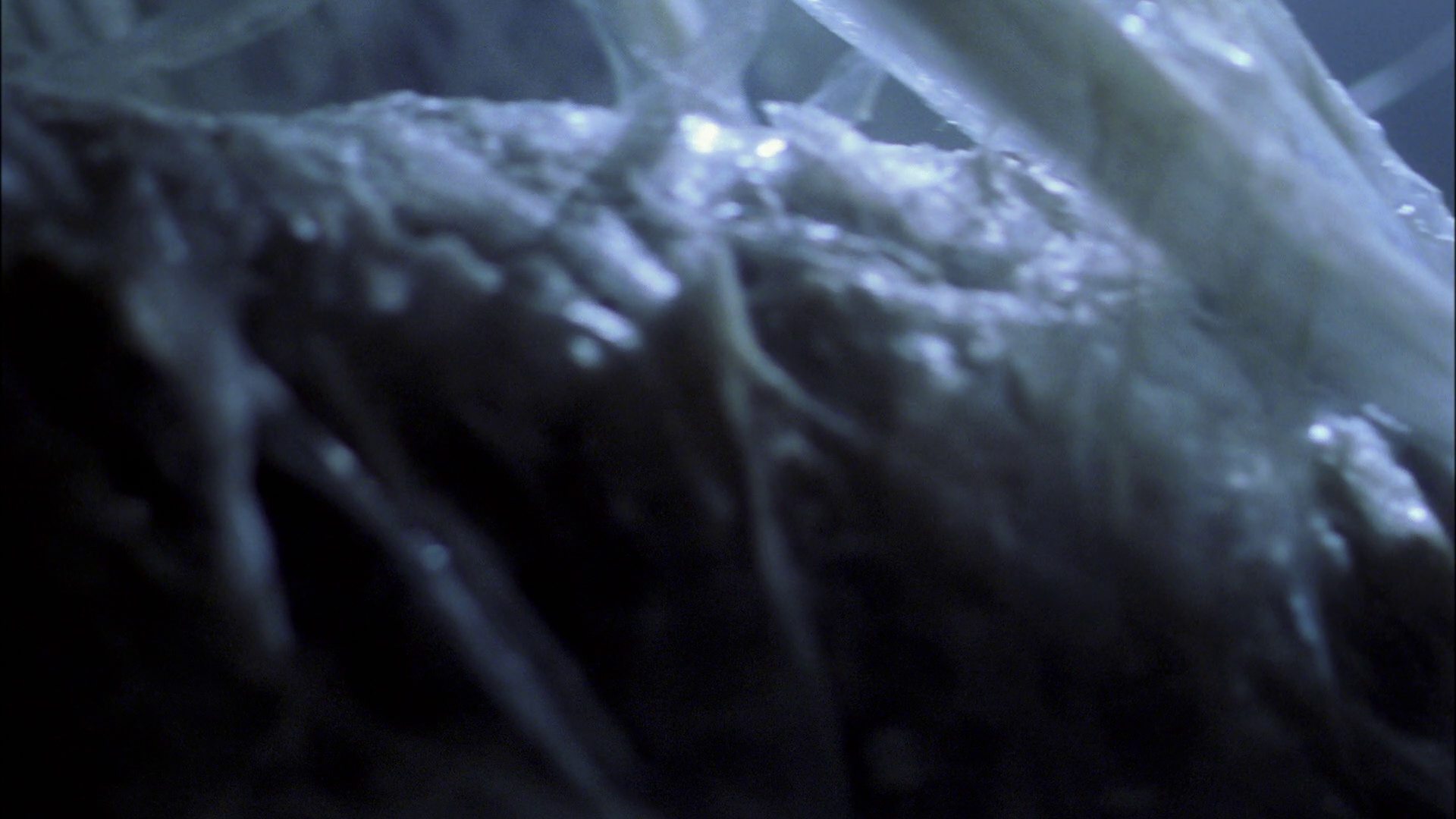extant_StarTrek_ENT_1x22-VoxSola_1590.jpg