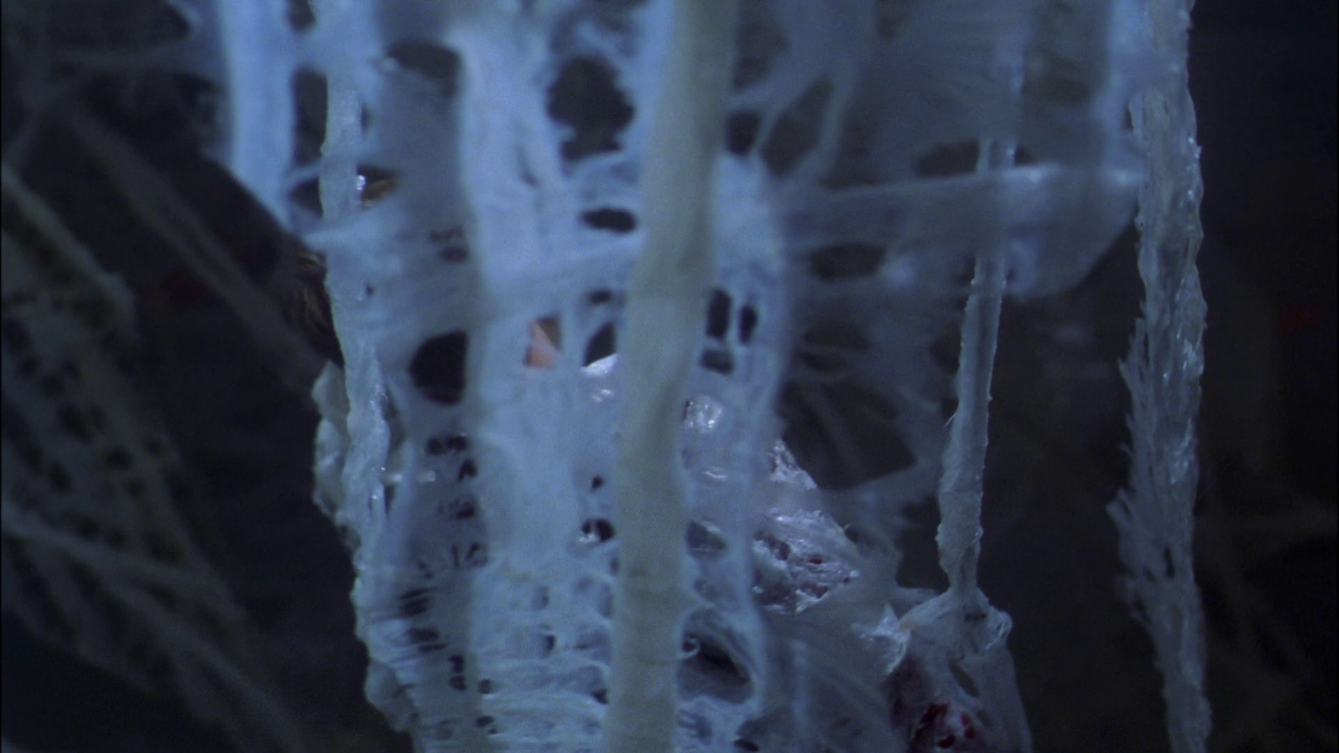 extant_StarTrek_ENT_1x22-VoxSola_1600.jpg