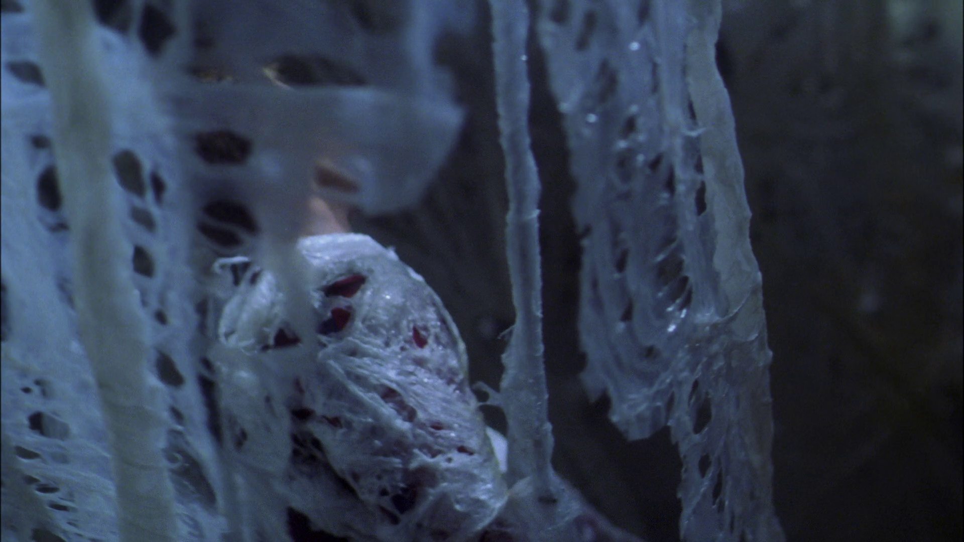 extant_StarTrek_ENT_1x22-VoxSola_1602.jpg