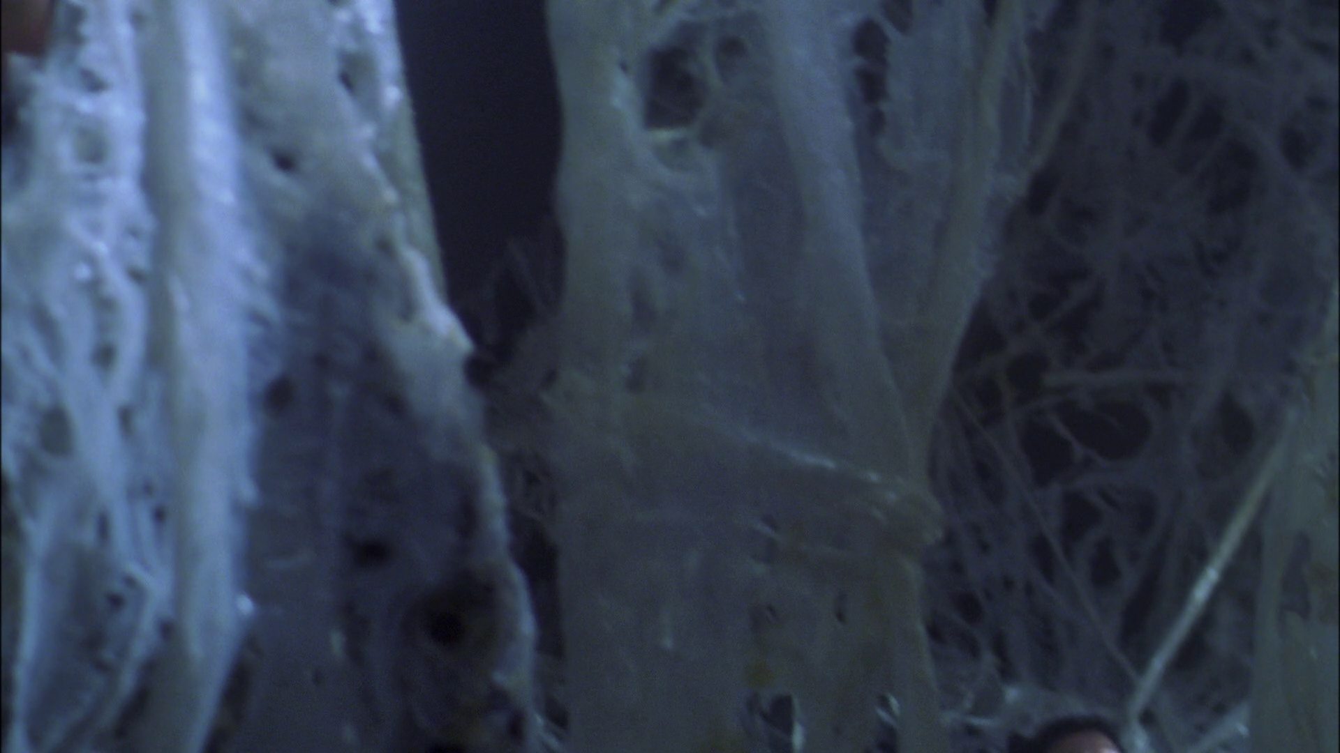 extant_StarTrek_ENT_1x22-VoxSola_1615.jpg