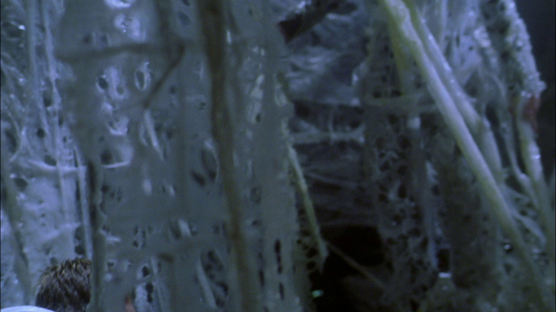 extant_StarTrek_ENT_1x22-VoxSola_2067.jpg