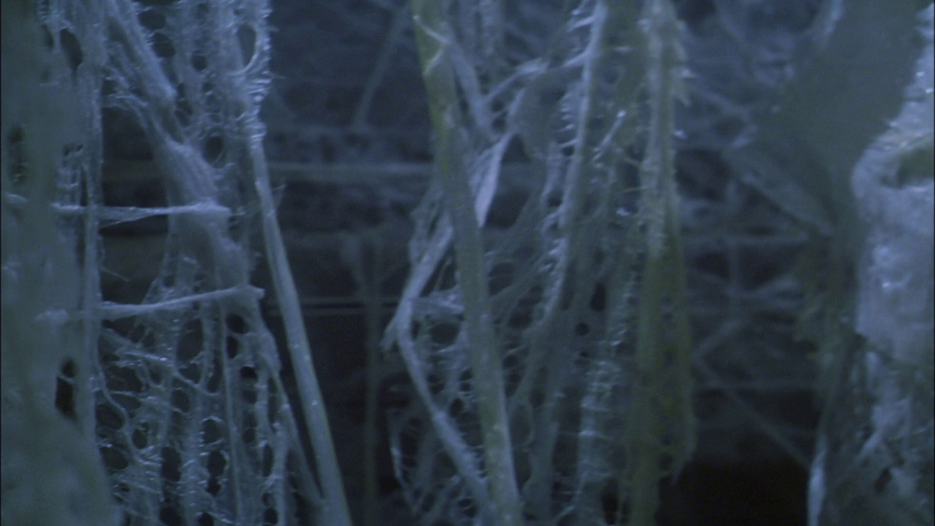 extant_StarTrek_ENT_1x22-VoxSola_3020.jpg