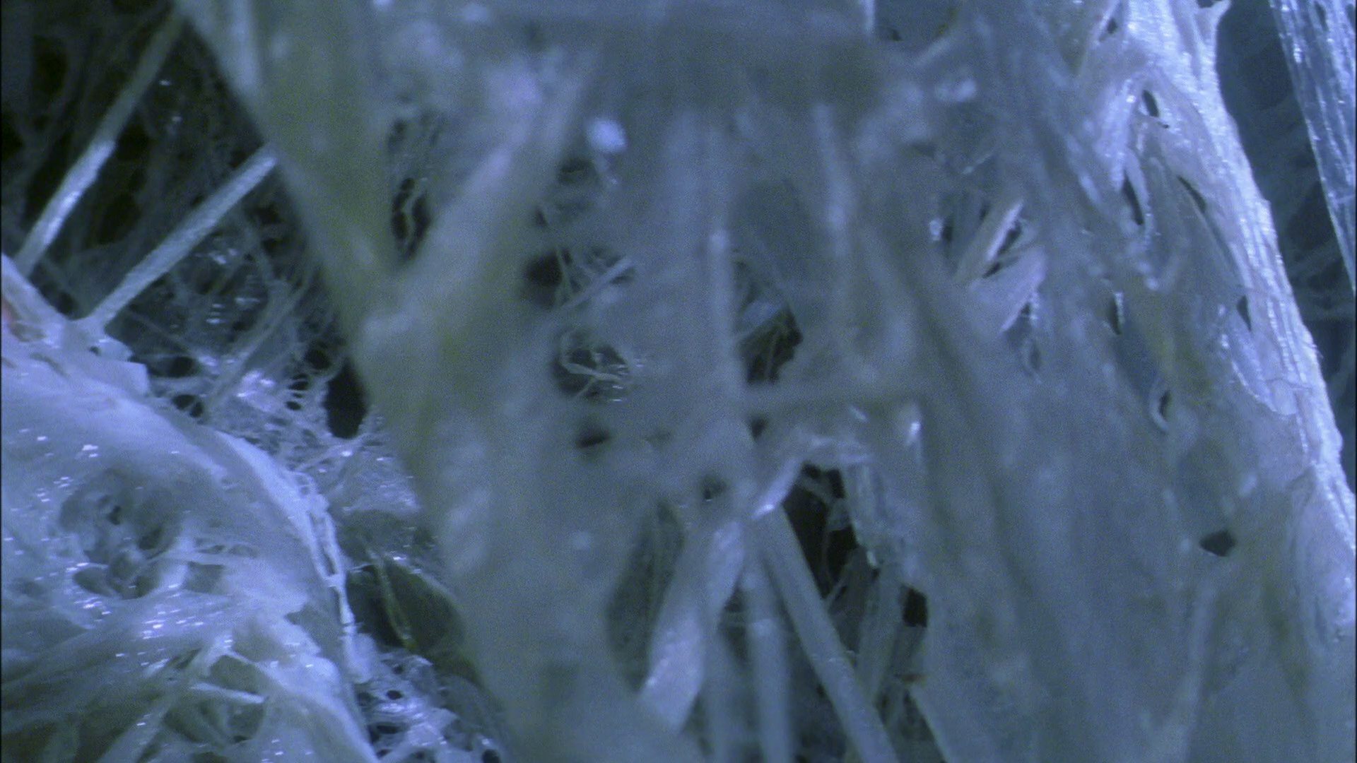 extant_StarTrek_ENT_1x22-VoxSola_3031.jpg