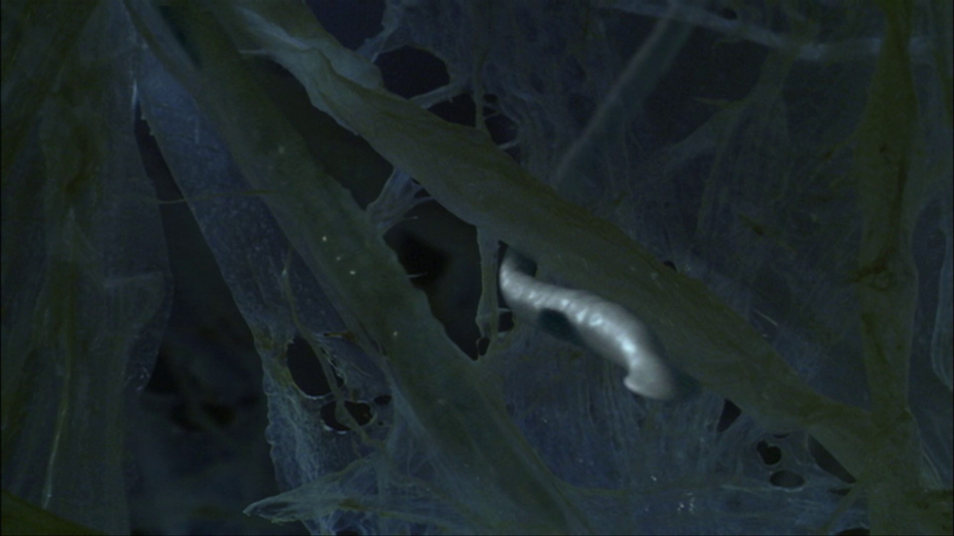 extant_StarTrek_ENT_1x22-VoxSola_3077.jpg