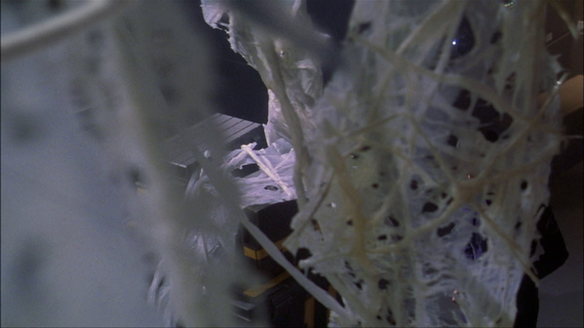 extant_StarTrek_ENT_1x22-VoxSola_3462.jpg