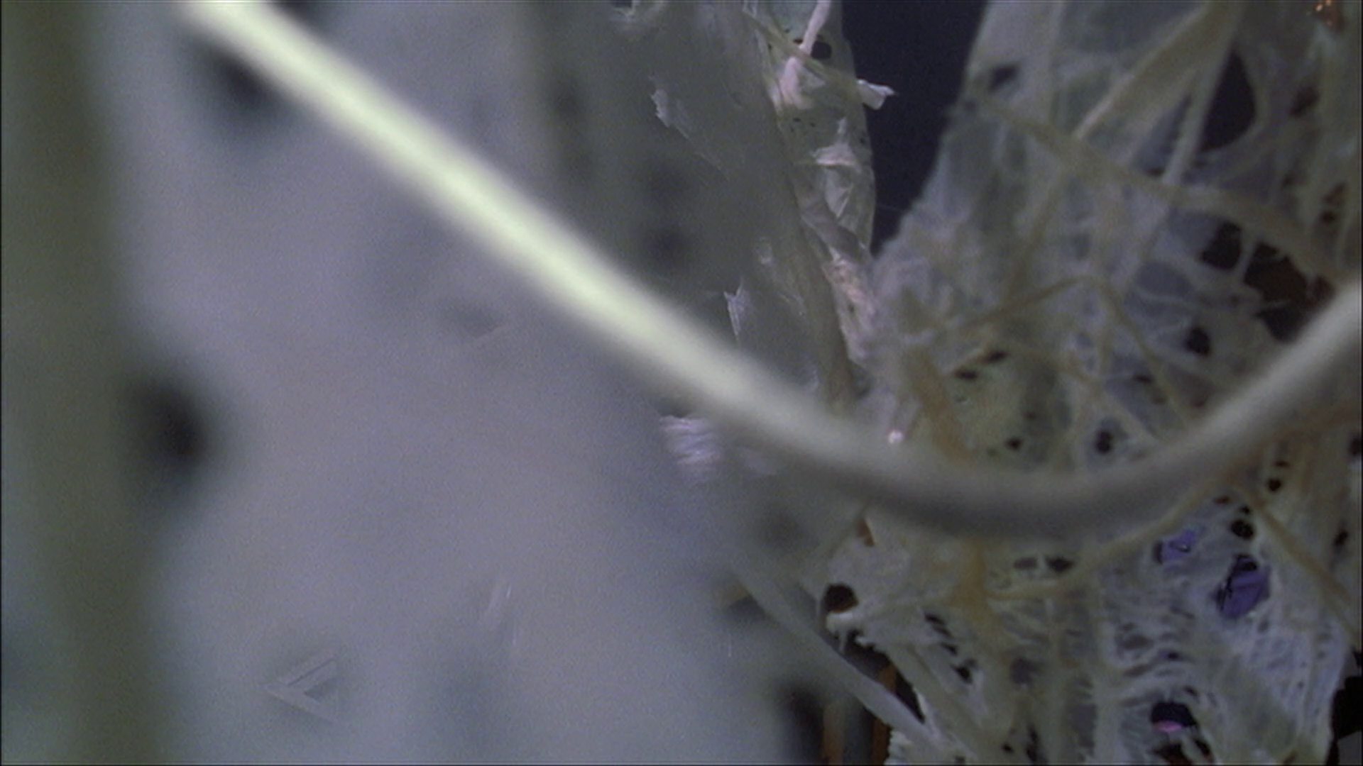 extant_StarTrek_ENT_1x22-VoxSola_3463.jpg