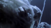 extant_StarTrek_ENT_1x22-VoxSola_1593.jpg