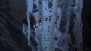 extant_StarTrek_ENT_1x22-VoxSola_1599.jpg