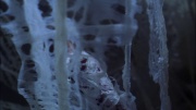 extant_StarTrek_ENT_1x22-VoxSola_1601.jpg