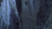 Filename=extant_StarTrek_ENT_1x22-VoxSola_1615.jpg
Filesize=148KiB
Dimensions=1920x1080
Date added=May 30, 2020 extant_StarTrek_ENT_1x22-VoxSola_1615.jpg