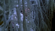 Filename=extant_StarTrek_ENT_1x22-VoxSola_2076.jpg
Filesize=203KiB
Dimensions=1920x1080
Date added=May 30, 2020 extant_StarTrek_ENT_1x22-VoxSola_2076.jpg