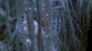 Filename=extant_StarTrek_ENT_1x22-VoxSola_2077.jpg
Filesize=209KiB
Dimensions=1920x1080
Date added=May 30, 2020 extant_StarTrek_ENT_1x22-VoxSola_2077.jpg