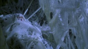 Filename=extant_StarTrek_ENT_1x22-VoxSola_3029.jpg
Filesize=231KiB
Dimensions=1920x1080
Date added=May 30, 2020 extant_StarTrek_ENT_1x22-VoxSola_3029.jpg
