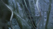 extant_StarTrek_ENT_1x22-VoxSola_3305.jpg