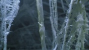 extant_StarTrek_ENT_1x22-VoxSola_3343.jpg