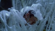 Filename=extant_StarTrek_ENT_1x22-VoxSola_3423.jpg
Filesize=267KiB
Dimensions=1920x1080
Date added=May 30, 2020 extant_StarTrek_ENT_1x22-VoxSola_3423.jpg