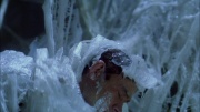 extant_StarTrek_ENT_1x22-VoxSola_3424.jpg