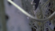 extant_StarTrek_ENT_1x22-VoxSola_3463.jpg